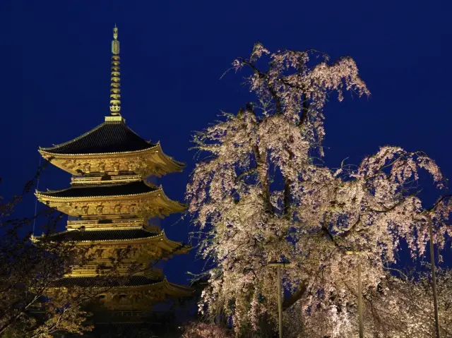 【京都市】五重塔と桜の饗宴🌸