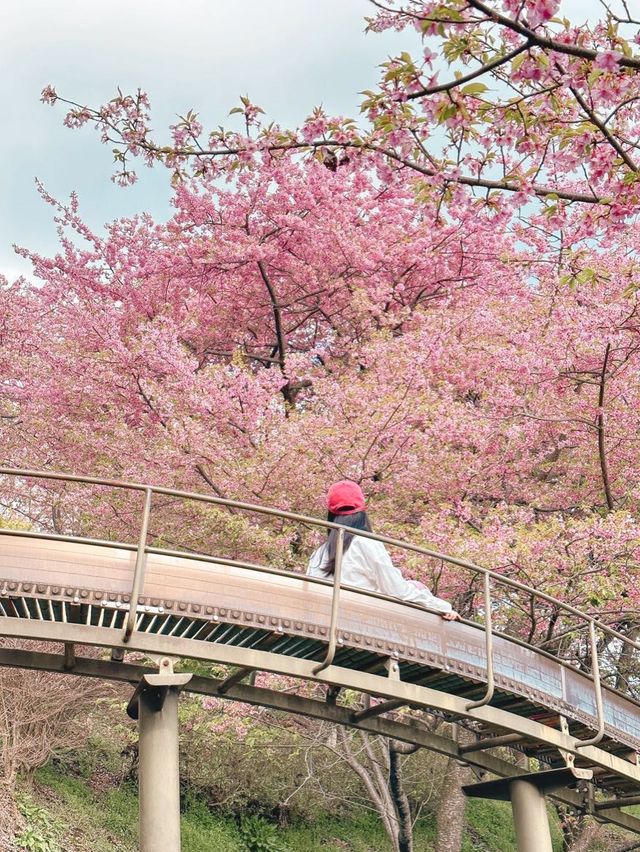 벚꽃에 둘러쌓여 미끄럼틀 타기🌸