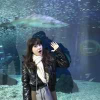 largest aquarium in Asia - Aqua Planet jeju