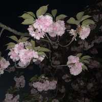 보라매공원 에어파크 벚꽃 말고 겹벚꽃 구경🌸