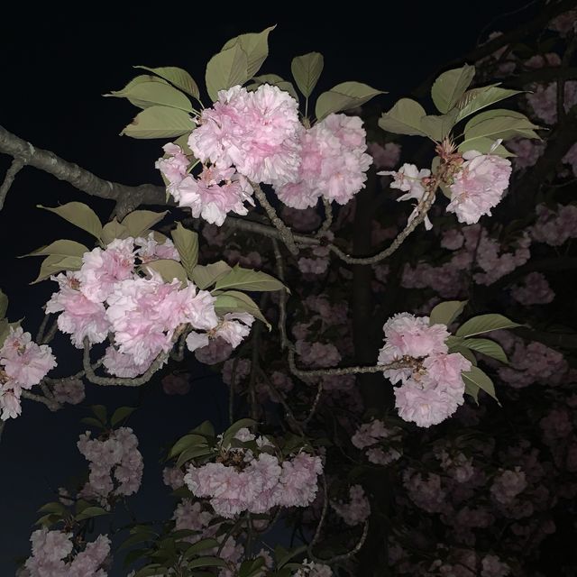 보라매공원 에어파크 벚꽃 말고 겹벚꽃 구경🌸