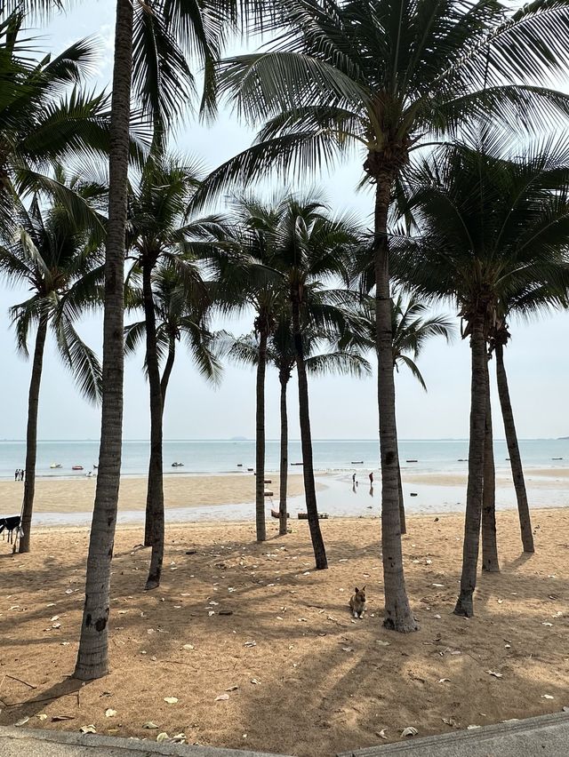 หาดจอมเทียน พัทยา 🏖️