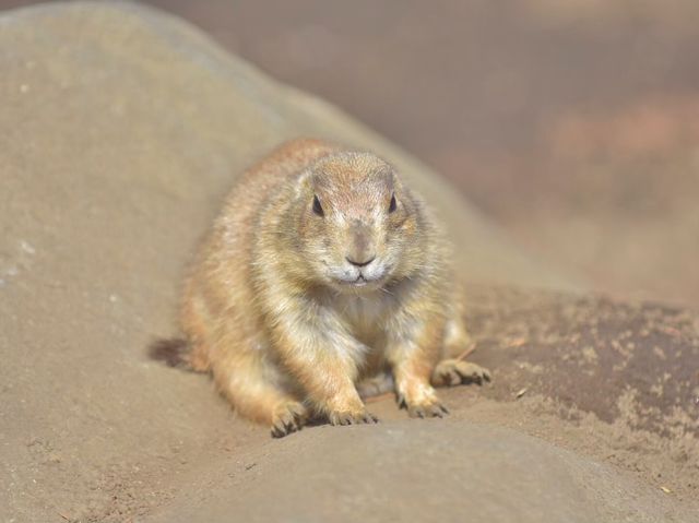 TDL近く無料動物園「江戸川区自然動物園」