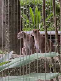 親子好去處👨‍👩‍👧‍👦台北超大動物園🦒🐎🐏🦓🐆