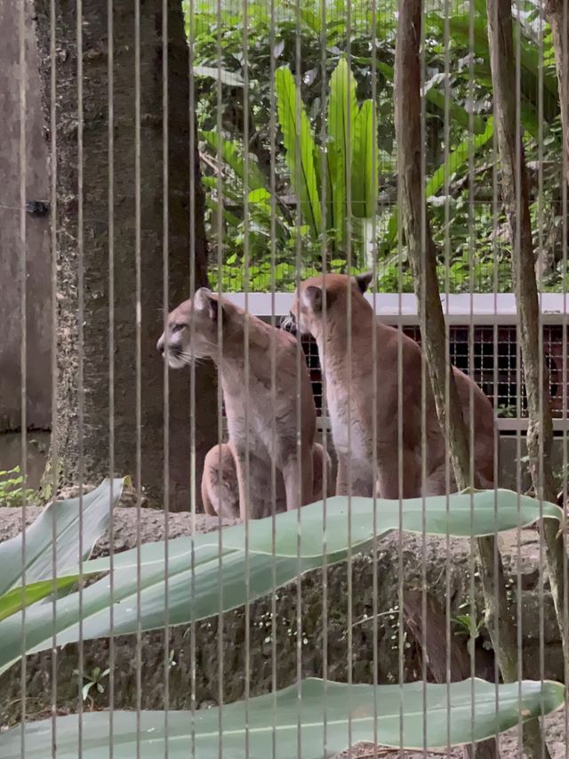 親子好去處👨‍👩‍👧‍👦台北超大動物園🦒🐎🐏🦓🐆