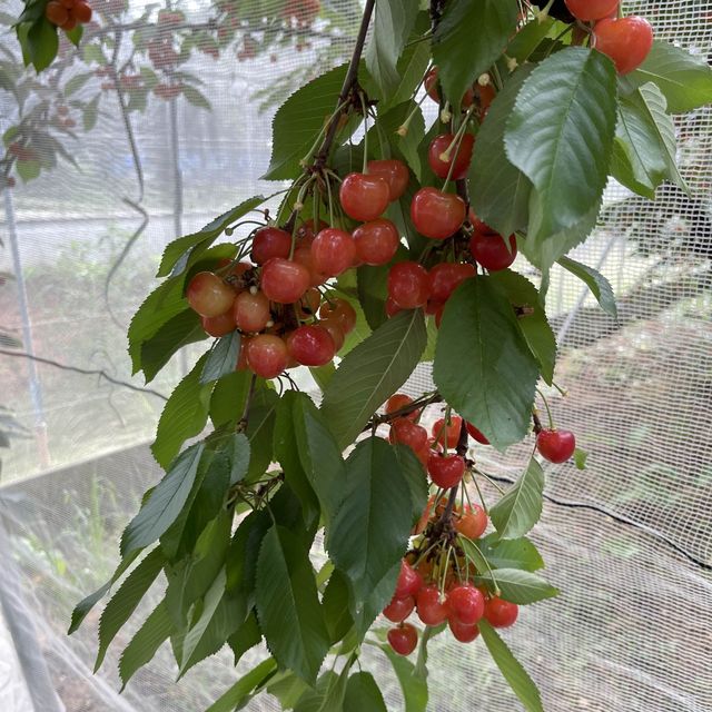 お宿　山翠のアクティビティ