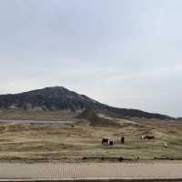 草千里で馬と触れ合おう！！