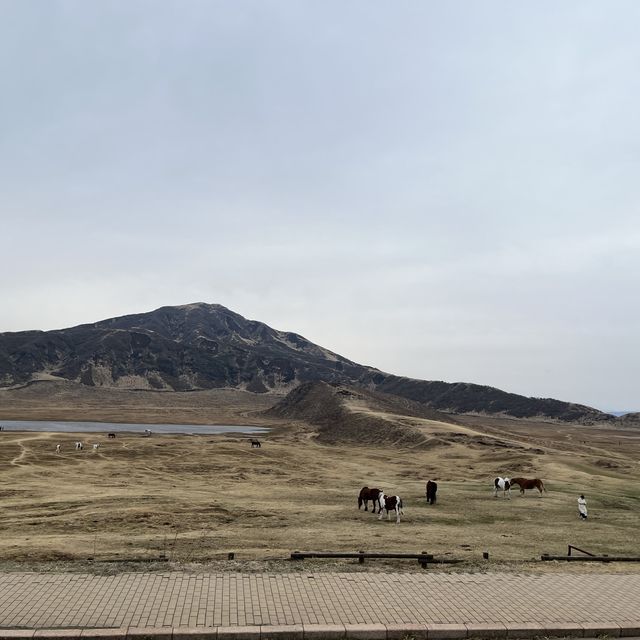 草千里で馬と触れ合おう！！