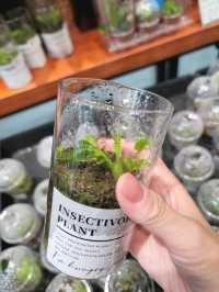 帶綿綿行花墟