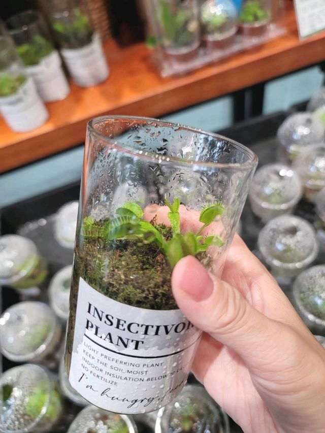 帶綿綿行花墟 帶綿綿行花墟