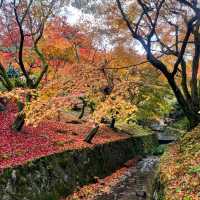 【京都】紅葉の名所🍁東福寺