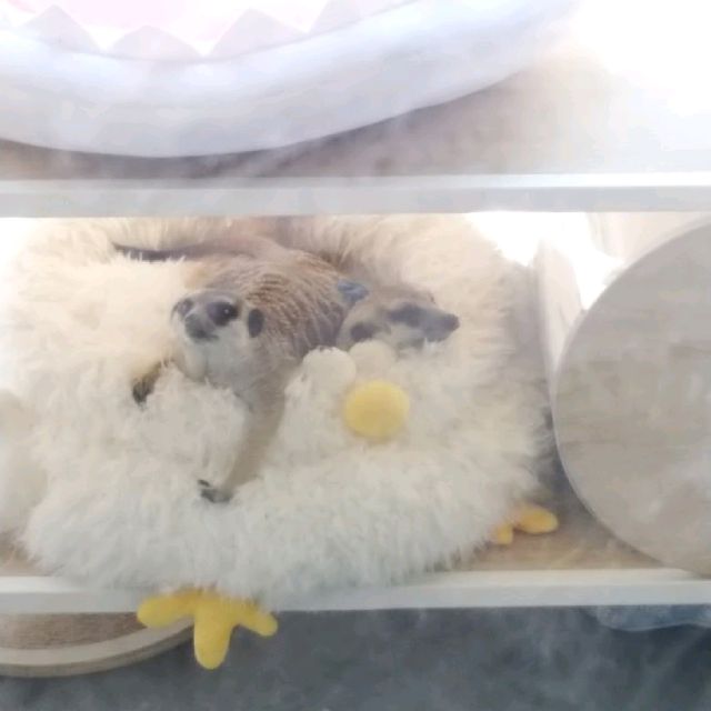 可以同時與貓及狐獴近距離接觸的可愛咖啡廳