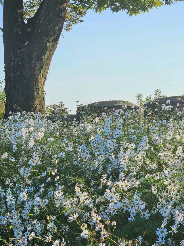 🌼요즘 가을 꽃사진 찍는 방법🌼
