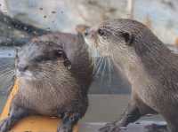 【大分県】 動物と"なかよくなる"水族館「大分マリーンパレス水族館うみたまご」🐬