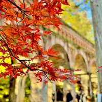 水路閣の紅葉