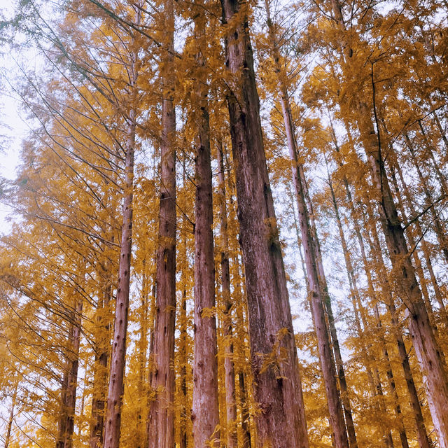 Perfect fall-rest (Forest) in South Korea
