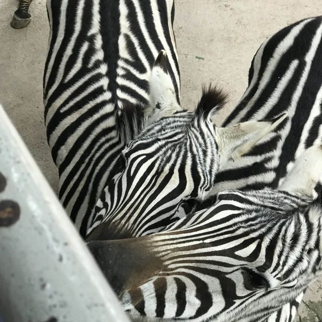 即日來回一日遊😆親子遊最佳地點🥰深圳野生動物園