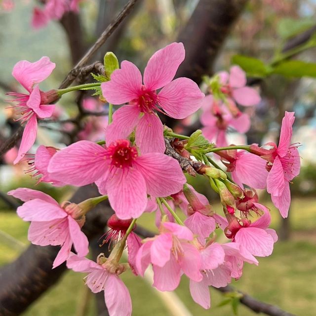 香港小日本🇯🇵櫻花園