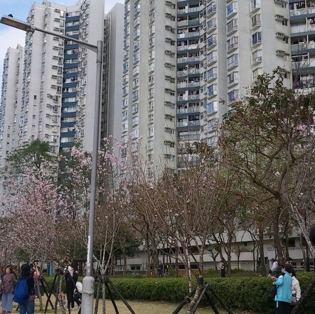 石門安景街櫻花
