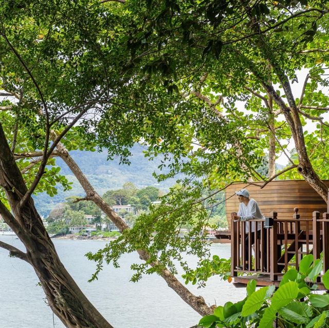 Tree Pods , Afternoon Tea on Tree 