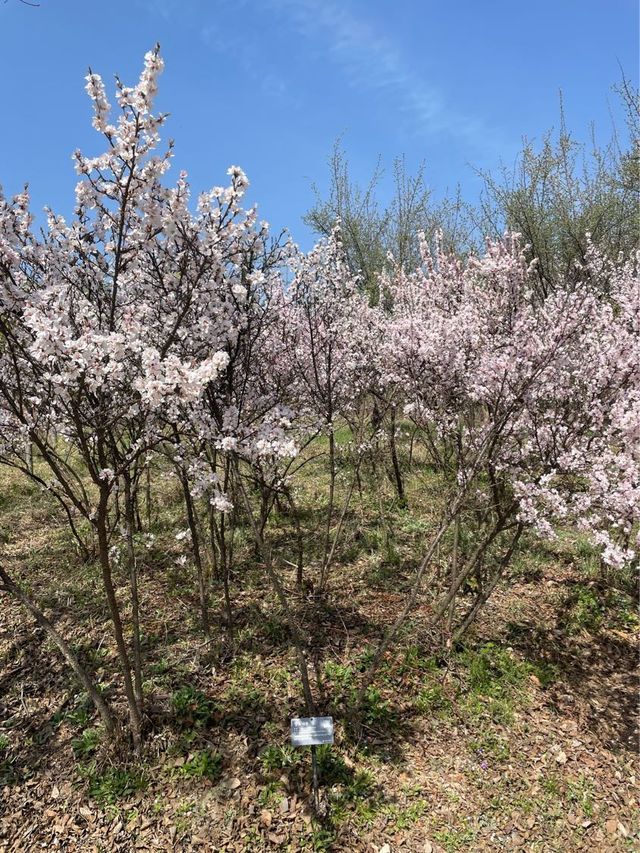 대전 봄꽃의 성지는 바로 여기! 한밭수목원🌼