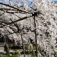 隠れた桜の名所「毘沙門堂」