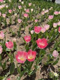 주말 나들이, 봄꽃 보러 송해공원 어때요🌷🌸