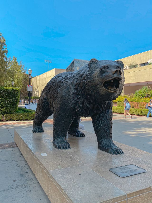 UCLA 마스코트 곰동상🐻그리고 스토어 투어까지🛍️