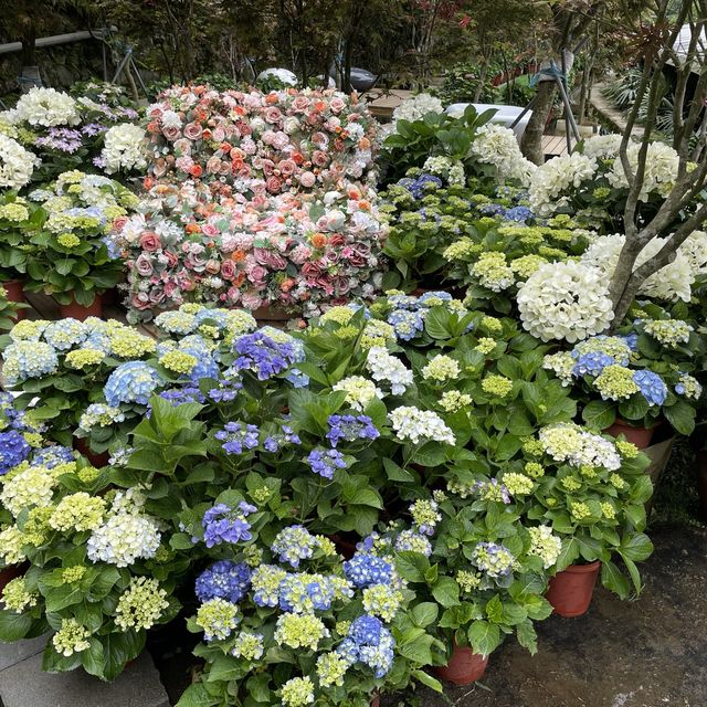 台北陽明山-繡球花園