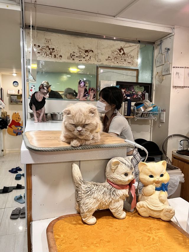 〖 韓国・明洞〗明洞の猫カフェが復活‼︎🐈　時間無制限でゆっくり過ごせます🙌🏻