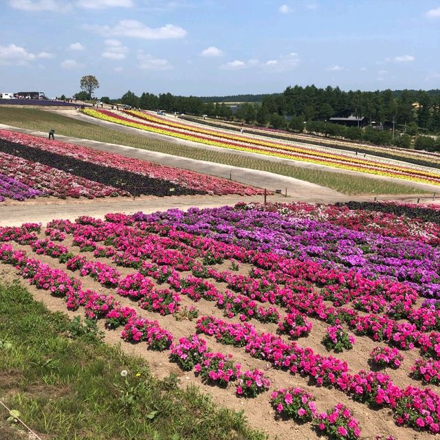 Flowers In Full Bloom In Hokkaido 🌸🌼🌷🌹