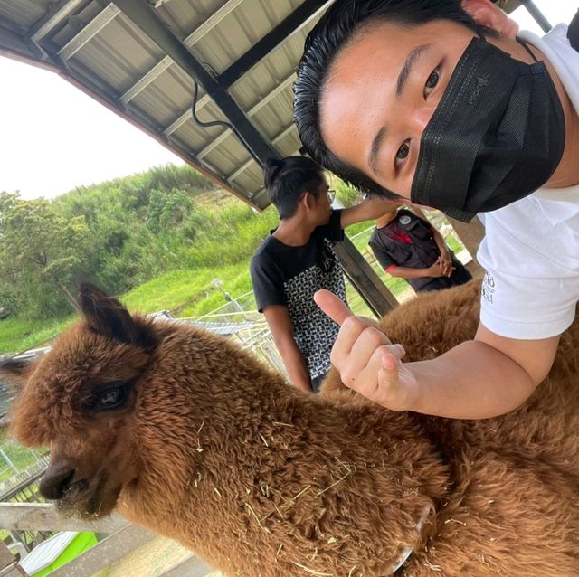 Going out for Lunch? Alpaca Lunch 