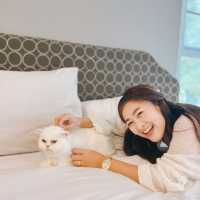 พิกัดที่พักพาน้องหมา น้องแมวเข้าพักได้ 🐕🐈