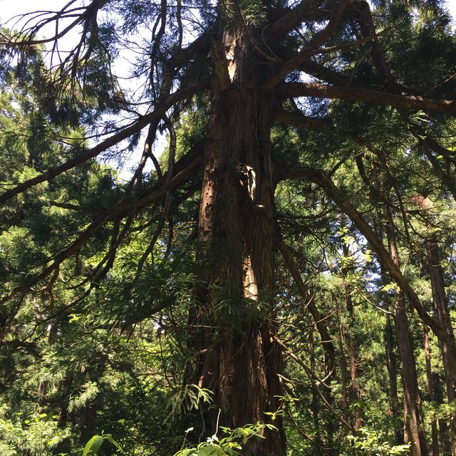 美女平 ｜自然探島步道🌲🌳🕊️