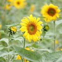 Sea of Flowers in Xinshe