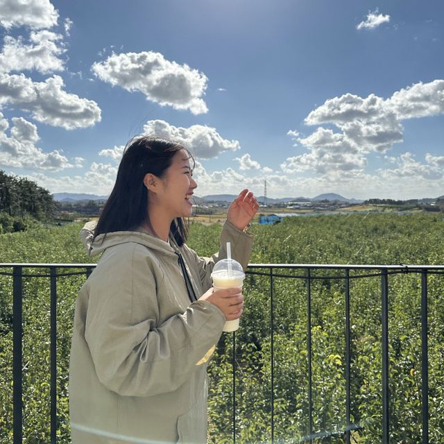 전라남도 영광 배나무밭이 예쁜 카페 밭뷰 🍐