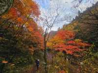 The foliage at Hananuki Gorge