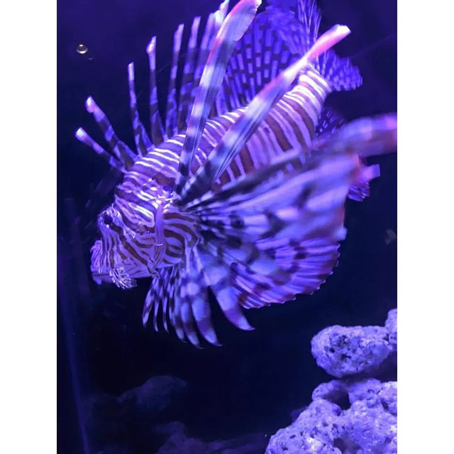 夜の東京デート/観光🍸🐠 夜の東京デート/観光🍸🐠