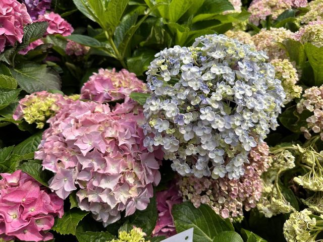香港賞花 | 維園花展 | 主題花繡球花篇