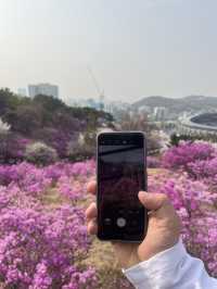 🌸이번년도 봄에는 부천 진달래꽃동산에서 진달래꽃 구경🌸