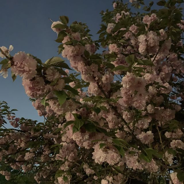 보라매공원 에어파크 벚꽃 말고 겹벚꽃 구경🌸