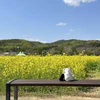유채꽃 시즌에 꼭 가야할 대구 명소🌼