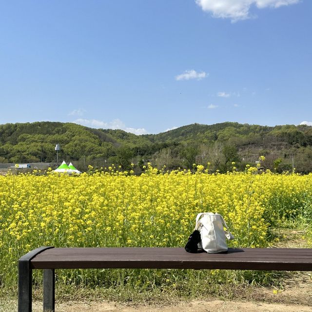 유채꽃 시즌에 꼭 가야할 대구 명소🌼