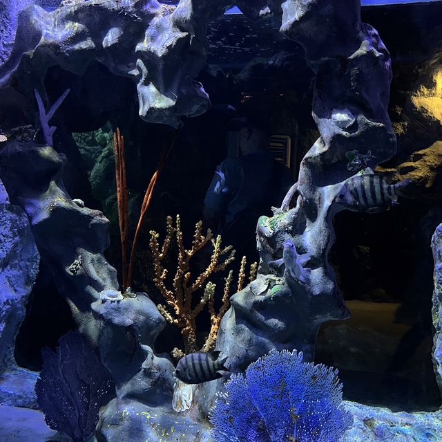  Underwater World Pattaya 🐠🐠💦