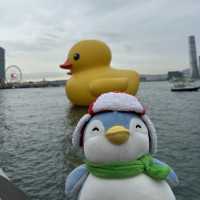 Penguins meet Rubber Ducks