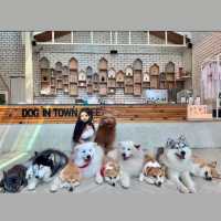 曼谷狗狗cafe🐶dog in town