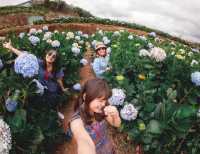 Garden Hydrangeas เมืองดาลัด (Da Lat)