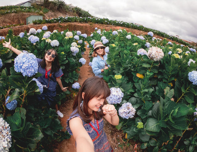 Garden Hydrangeas เมืองดาลัด (Da Lat)