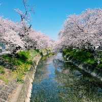 五条川の桜
