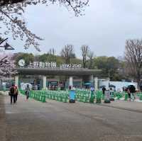 Cherry blossom viewing Park